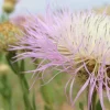 American Rose Flower Seeds - Centaurea Americana - Pink - 25 Seeds - Image 1