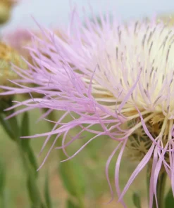 American Rose Flower Seeds - Centaurea Americana - Pink - 25 Seeds - Image 1