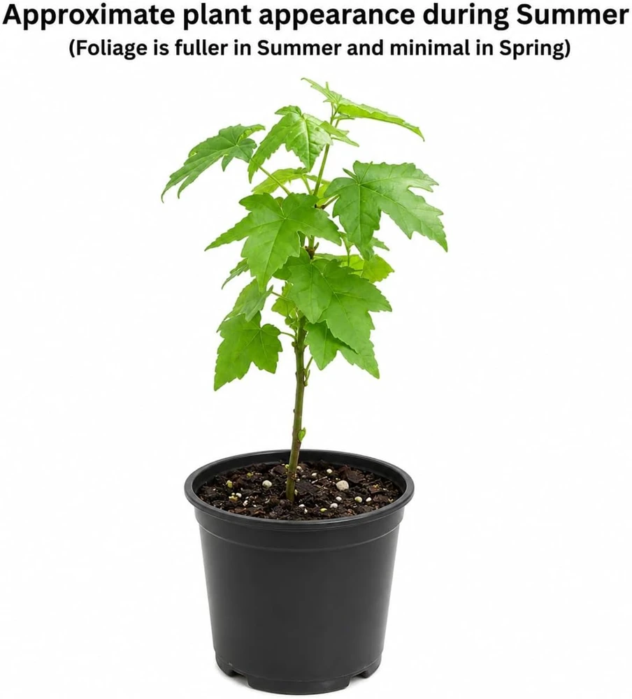 American Sweetgum Tree Live Plants - 2 Pack, 8-16" Tall, Quart Pots, Outdoor - Image 2
