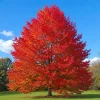 American Sweetgum Tree Live Plants - 2 Pack, 8-16" Tall, Quart Pots, Outdoor - Image 1