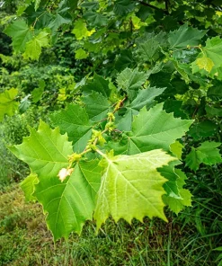 American Sycamore Live Tree (Platanus occidentalis) - 18-24" Tall, Fast Growing Shade Tree in 3.5" Pot - Image 2