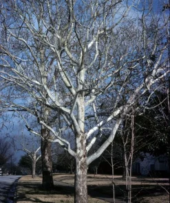 American Sycamore Live Tree (Platanus occidentalis) - 18-24