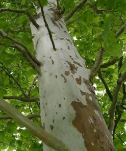 American Sycamore Live Tree (Platanus occidentalis) - 18-24