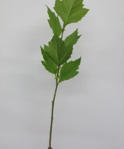 American Sycamore Live Tree (Platanus occidentalis) - 18-24