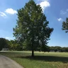 American Sycamore Live Tree (Platanus occidentalis) - 18-24" Tall, Fast Growing Shade Tree in 3.5" Pot - Image 1