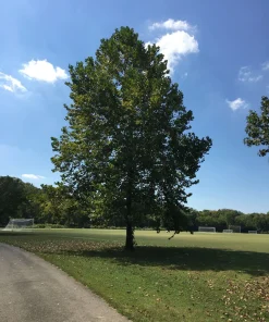 American Sycamore Live Tree (Platanus occidentalis) - 18-24" Tall, Fast Growing Shade Tree in 3.5" Pot - Image 1