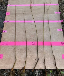 American Sycamore Tree - Live Plant - 24-36
