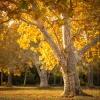 American Sycamore Tree - Live Plant - 24-36" Tall Fast Growing Outdoor Shade Tree - Image 1