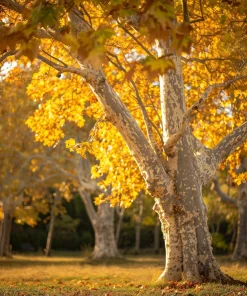 American Sycamore Tree - Live Plant - 24-36