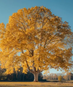 American Sycamore Tree - Live Plant - 24-36