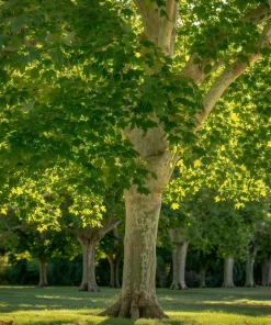 American Sycamore Tree - Live Plant - 24-36