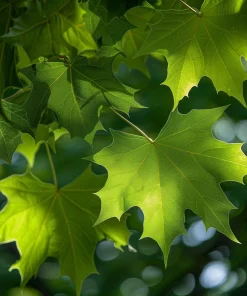 American Sycamore Tree Live Plant – 24-36
