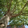 American Sycamore Tree Live Plant – 24-36" Tall – Fast Growing Shade Tree - Image 1