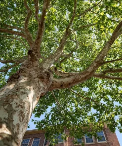 American Sycamore Tree Live Plant – 24-36" Tall – Fast Growing Shade Tree - Image 1