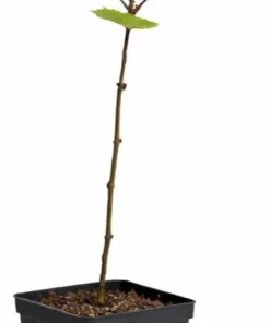 American Sycamore Tree Live Plant - 8-16" Tall - Quart Pot - Fast Growing Shade - Image 2