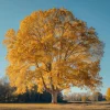 American Sycamore Tree Live Plant - 8-16" Tall - Quart Pot - Fast Growing Shade - Image 1