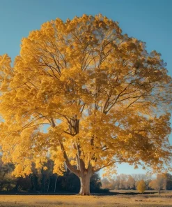 American Sycamore Tree Live Plant - 8-16" Tall - Quart Pot - Fast Growing Shade - Image 1
