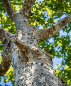 American Sycamore Tree Live Plant - 8-16