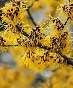 American Witch Hazel Live Plant - 10-16