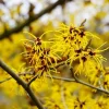 American Witch Hazel Live Plant - 10-16" Tall Shrub - Quart Pot - Outdoor - Image 1