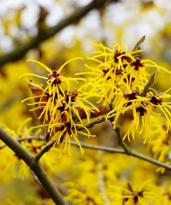 American Witch Hazel Live Plant - 10-16