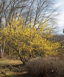 American Witch Hazel Seeds - 5 Count - Heirloom Shrub for Landscapes - Image 2