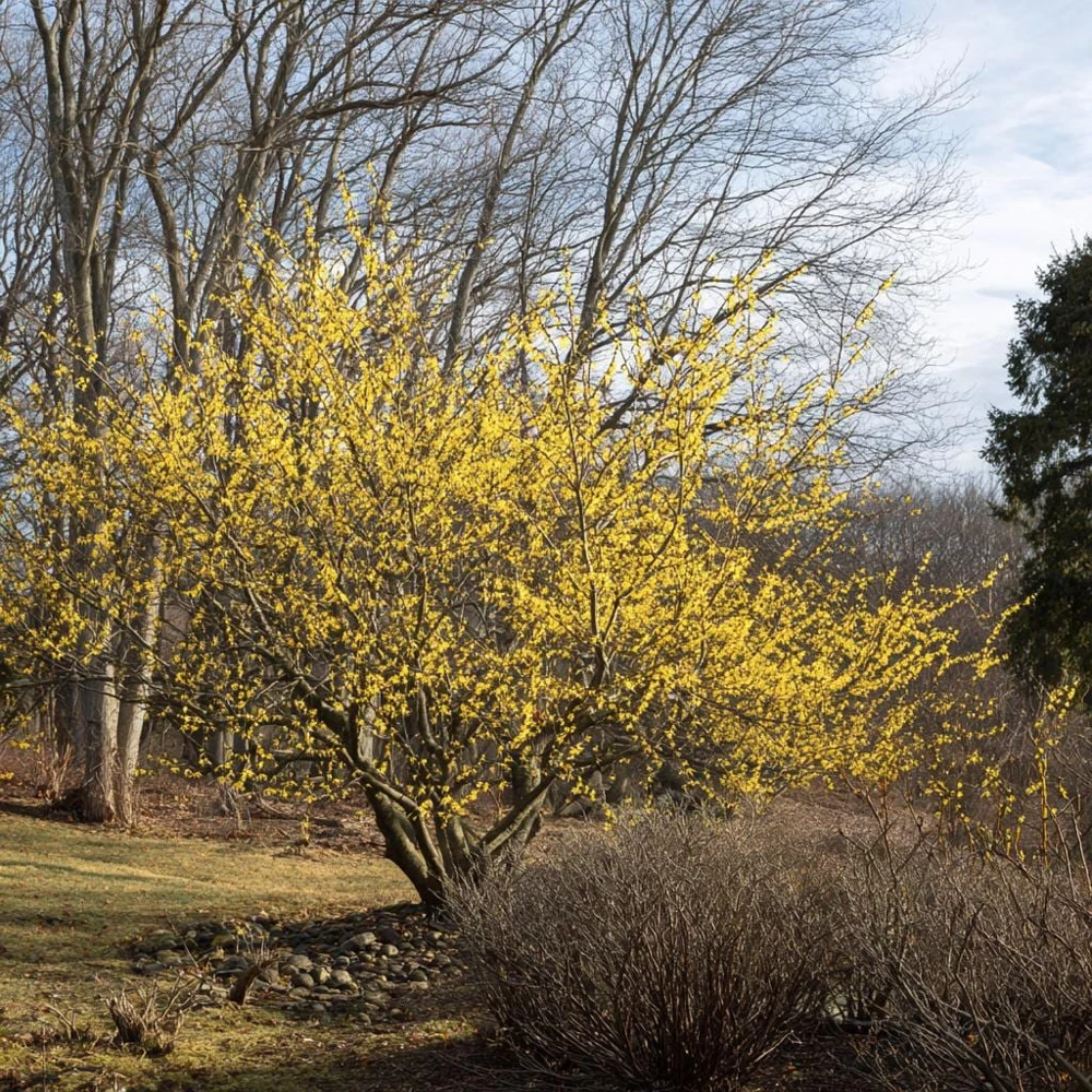 American Witch Hazel Seeds - 5 Count - Heirloom Shrub for Landscapes - Image 2