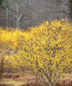 American Witch Hazel Seeds - 5 Count - Heirloom Shrub for Landscapes - Image 3