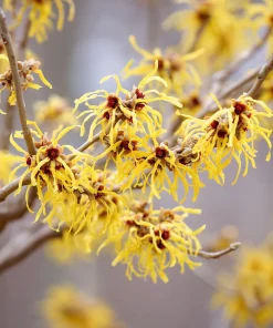 American Witch Hazel Seeds - 5 Count - Heirloom Shrub for Landscapes - Image 4