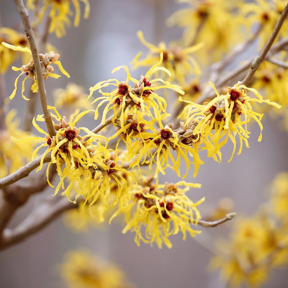 American Witch Hazel Seeds - 5 Count - Heirloom Shrub for Landscapes - Image 4