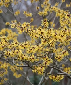 American Witch Hazel Seeds - 5 Count - Heirloom Shrub for Landscapes - Image 5
