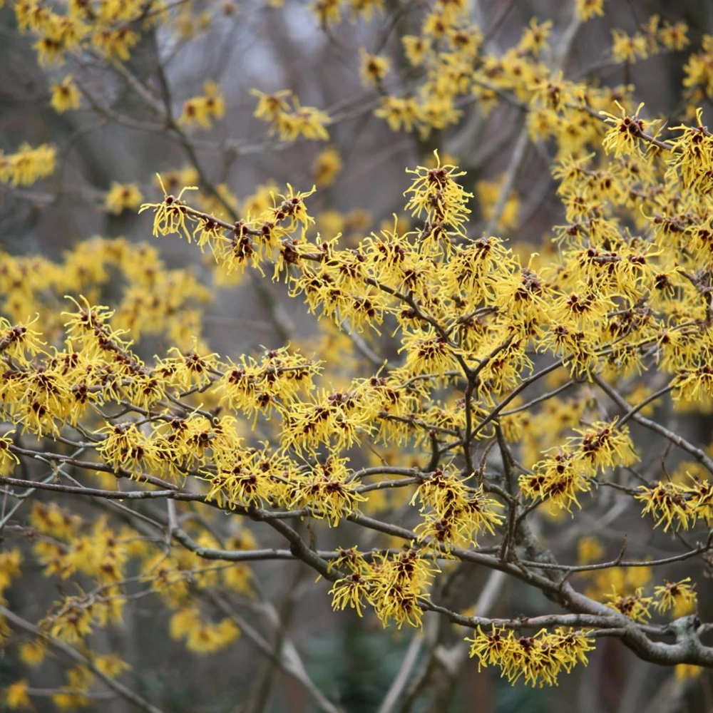 American Witch Hazel Seeds - 5 Count - Heirloom Shrub for Landscapes - Image 5