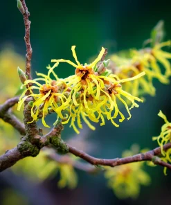 American Witch Hazel Seeds - 5 Count - Heirloom Shrub for Landscapes - Image 6