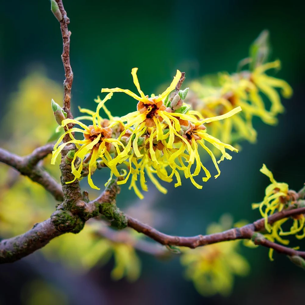 American Witch Hazel Seeds - 5 Count - Heirloom Shrub for Landscapes - Image 6