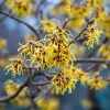 American Witch Hazel Seeds - 5 Count - Heirloom Shrub for Landscapes - Image 1