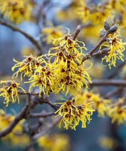 American Witch Hazel Seeds - 5 Count - Heirloom Shrub for Landscapes - Image 1