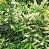 Amur Maackia Tree Seeds - 10 Count, White Flower Ornamental Legume, Zones 3-8 - Image 1