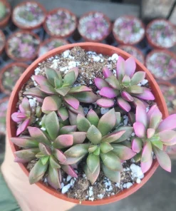 Anacampseros 'Sunrise' Succulent Live Plant, 2in Pot, Rare & Variegated - Image 2