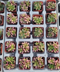 Anacampseros 'Sunrise' Succulent Live Plant, 2in Pot, Rare & Variegated - Image 3