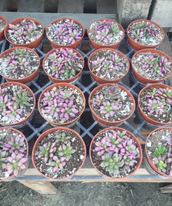 Anacampseros 'Sunrise' Succulent Live Plant, 2in Pot, Rare & Variegated - Image 4