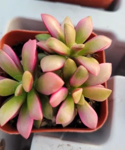 Anacampseros 'Sunrise' Succulent Live Plant, 2in Pot, Rare & Variegated - Image 5