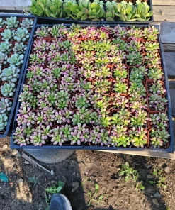 Anacampseros 'Sunrise' Succulent Live Plant, 2in Pot, Rare & Variegated - Image 6