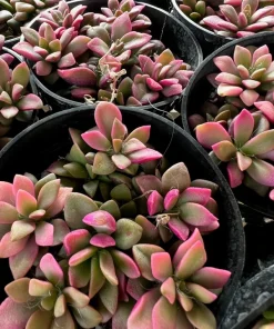 Anacampseros 'Sunrise' Succulent Live Plant, 2in Pot, Rare & Variegated - Image 7