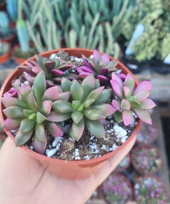Anacampseros 'Sunrise' Succulent Live Plant, 2in Pot, Rare & Variegated - Image 8