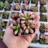 Anacampseros 'Sunrise' Succulent Live Plant, 2in Pot, Rare & Variegated - Image 1