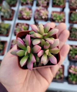 Anacampseros 'Sunrise' Succulent Live Plant, 2in Pot, Rare & Variegated - Image 1