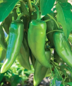 Anaheim Chili Pepper Seeds - 25 Seed Pack for Gardens & Cooking - Image 2
