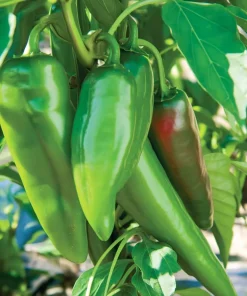 Anaheim Chili Pepper Seeds - 25 Seed Pack for Gardens & Cooking - Image 4