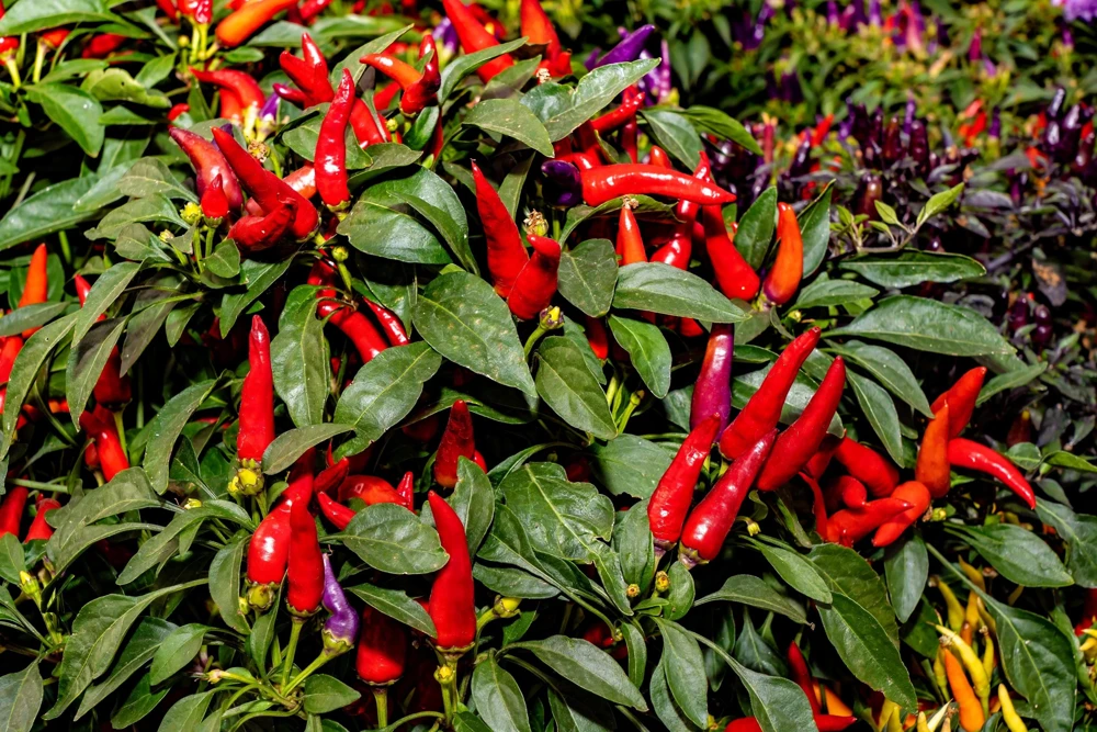 Anaheim Chili Pepper Seeds - 300 Count, Capsicum Annuum, Open Pollinated - Image 2