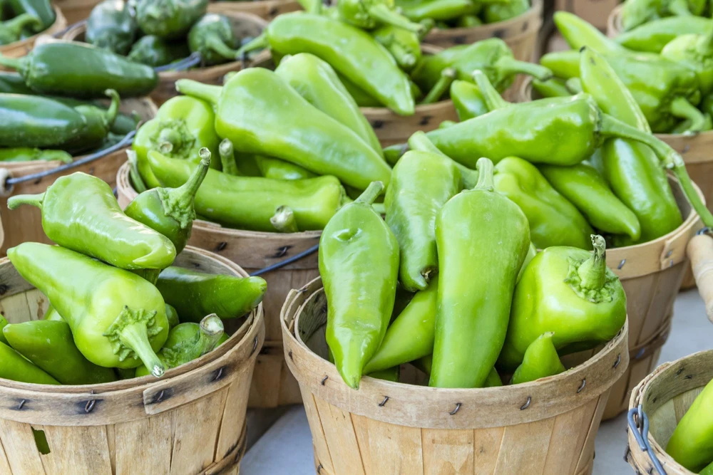 Anaheim Chili Pepper Seeds - 300 Count, Capsicum Annuum, Open Pollinated - Image 4